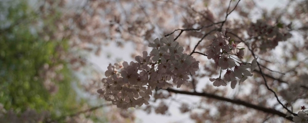 Cherry Blossoms at Stanford Health Care Tri-Valley